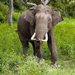 Why elephants don’t get cancer Scientists have learned their secret